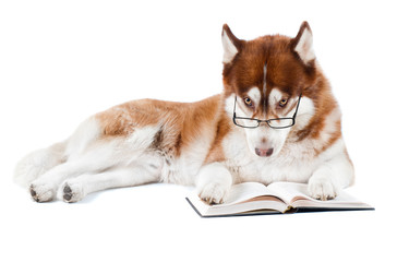 brown siberian husky in glasses reading a book