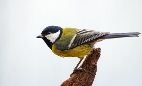 Parus Major - Tit