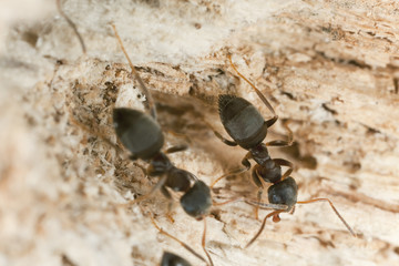 Brown tree ant, Lasius brunneus (Hymenoptera, Formicidae)
