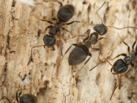 Brown tree ant, Lasius brunneus (Hymenoptera, Formicidae)