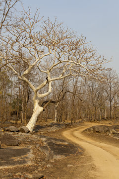 Ghost Tree in Pench National Park