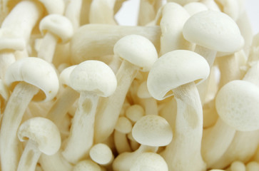 Shimeji Mushroom