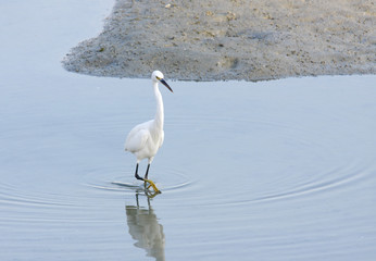 A beautiful white heron
