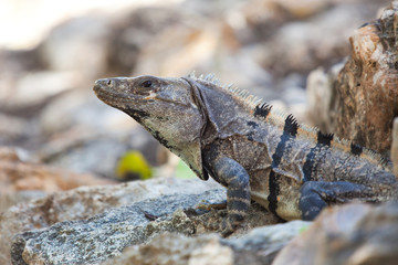 Iguana lizard sitting on a rock on a sunny day