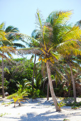 Fototapeta na wymiar Palm w pobliżu morza