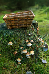 Collecting mushrooms