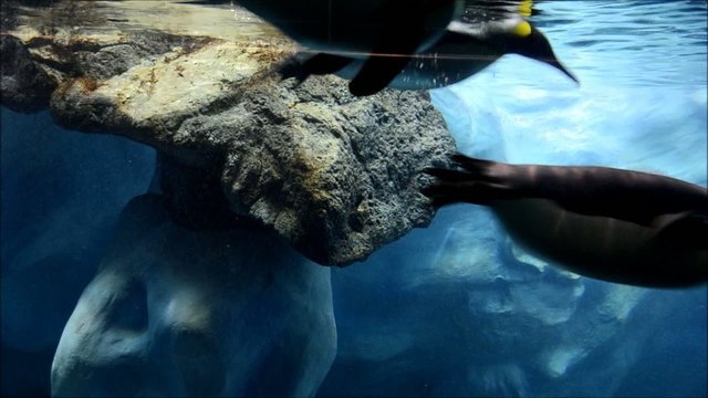 Pinguine unter Wasser