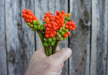 bouquet de fruits d'arum sauvage