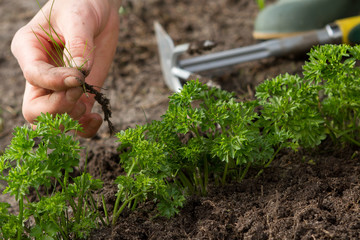 woman hands weeding parsley bed 