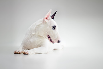 bull terrier in studio