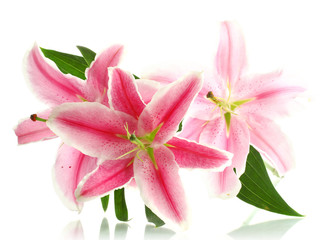 beautiful pink lily, isolated on white - obrazy, fototapety, plakaty