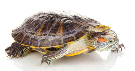 red ear turtle isolated on white