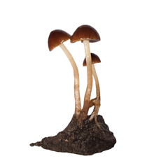 macro mushrooms isolated on white background