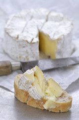 A french Camembert cheese with a piece on a baguette slice