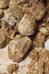 Muddy Rocks
