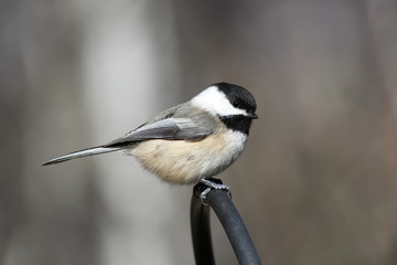 Fototapeta premium black capped chickadee