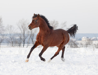 arab stallion in snow