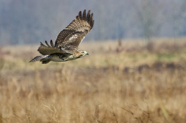 Red-Tailed Hawk Hunting Over Marsh