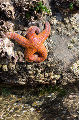 Starfish clinging to rocks in a tidal pool