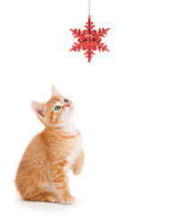 Orange Kitten Playing with a Christmas Ornament on White.