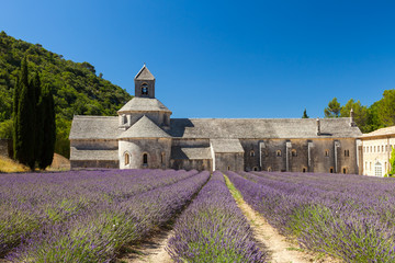 Abbaye de Sénanque with lavender field, Provence, France