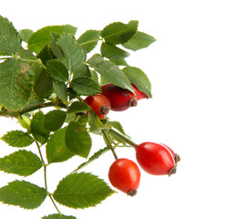 ripe hip roses on branch with leaves, isolated on white.