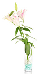 beautiful lily in glass vase isolated on white
