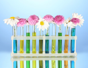 flowers in test tubes isolated on blue background