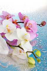 pink and white beautiful orchids with drops on blue background