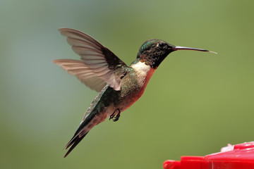 Fototapeta na wymiar Unosząc Hummingbird