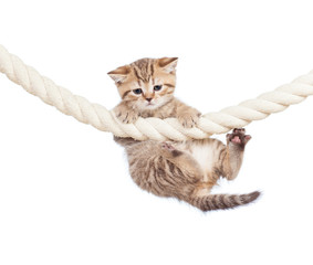 little cat clutching at rope isolated on white background
