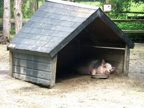 Pig who is sleeping.