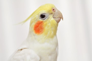 オカメインコのonちゃん(♂)