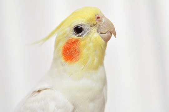 オカメインコ Images – Browse 723 Stock Photos, Vectors, and Video