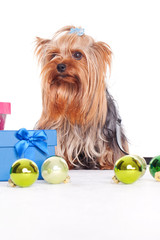 yorkshire terrier with gift boxes on christmas