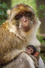 Fototapeta premium macaque de barbarie et son bébé