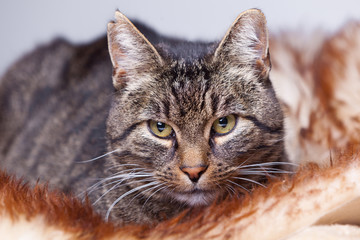 Kater auf Fell liegend