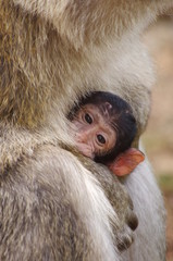 bébé animal - macaque de barbarie