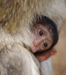 bébé animal - macaque de barbarie
