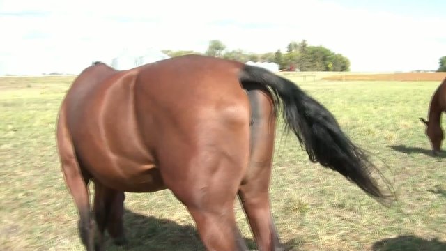 Horses in Pasture Pan