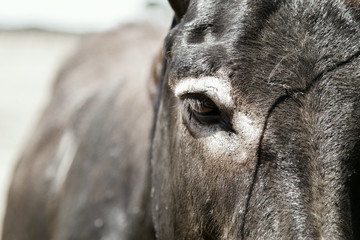 Photo of a cute donkey on the farm