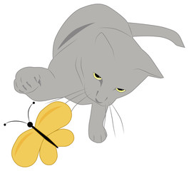 gray cat and butterfly