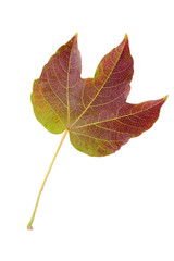 Autumn leaf