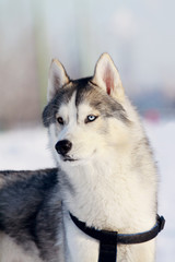 Naklejka premium Siberian husky