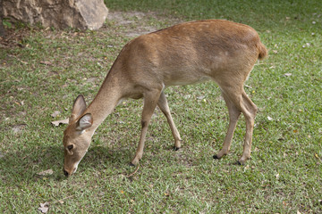 Obraz na płótnie Canvas Mule Deer