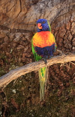 lori arc en ciel sur liane