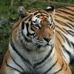 Fototapeta na wymiar Portret Tygrys bengalski