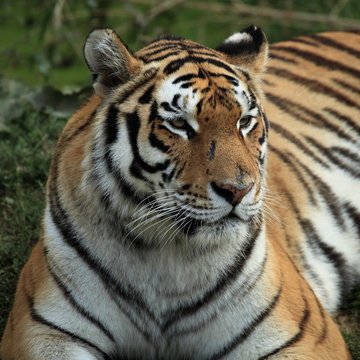 portrait du tigre du bengale