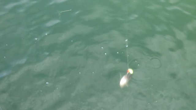 Pulling Fish from Water Close-up