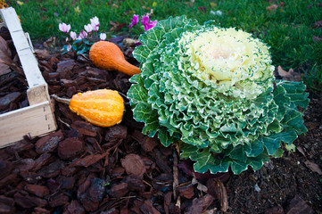 jardin décoratif